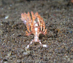 Photo taken in Camigium, Phillipine. It looks like a cand... by Tommy Liu 